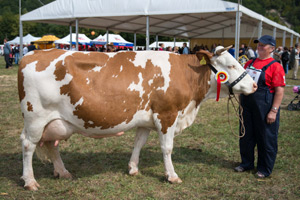 Krowa simentalsk